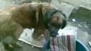 Intro to my Vlog. The Dogs