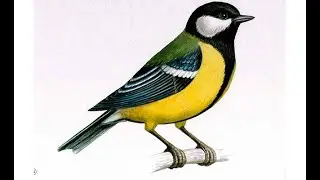 How to draw a tit