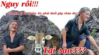 Nguy rồi!!! Aly phải đuổi theo cháu dìa cả ngày trên núi và cái kết chỉ vì con bò ( Tại sao)…???