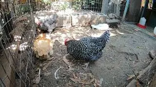 Backyard Chickens Dirt Bath Chicken Run Sounds Noises Hens Clucking Roosters Crowing!