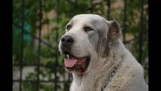 Top 10 RUSSIAN DOG BREEDS