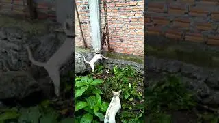 Cara muda melati anjing menjadi prmburu babi hutan