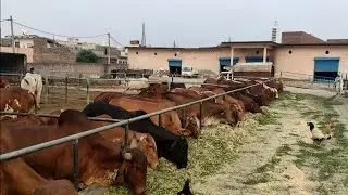 100 cows 💯 available for sale// 3 cow transported to Kanpur UP 🙏🙏🔥🔥🎉🎉 8930872189