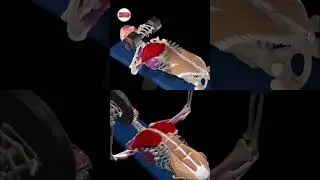 Жим лёжа одной рукой