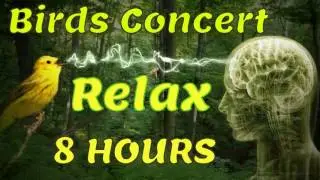 ✫ Birds SUPER Relaxing - 8 HOURS ✫