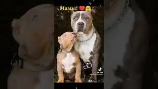 Мамы братьев наших меньших...