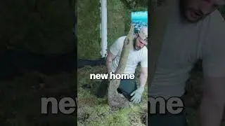 the best day of my pet lizard's life