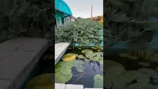 Пруд с ВОДОПАДОМ 💧 #бани #купели #релакс #сибирскоездоровье