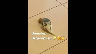 Kaşındığı için kızacağım diye domates beğeniyorum diyor paşa😂😂😂😂😂😂😂😂😂