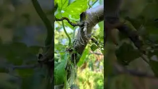 ОГУРЦЫ НА ЯБЛОНЕ #дача#огурцы#яблоня