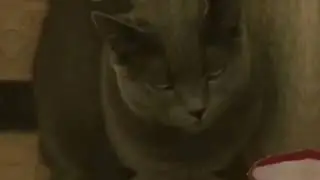 эдит с котом