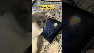 New cute cat hobbies😄 