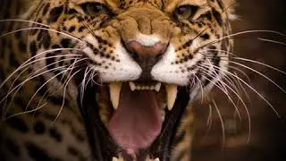Кросівки трекінгові Jaguar