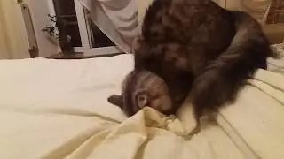 Кот роет подкопы