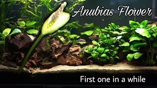 Anubias BLOOMS a Flower in the Planted Tank.