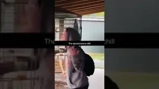 "Laugh Riot with a Hilarious Bird: Funny Parrot Saying Hello 🐦 #shorts #memes #meme