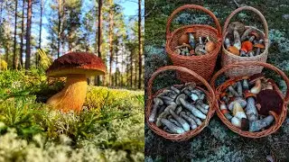 Море БЕЛЫХ БОРОВИКОВ и КРАСНЫХ ЧЁРНЫХ ГРИБОВ! БЕЛЫЕ ГРИБЫ 2020! КАРЕЛИЯ Фильм 5