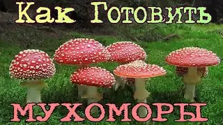 Как готовить МУХОМОР // Как готовиться к ТРИПУ // Микродоз