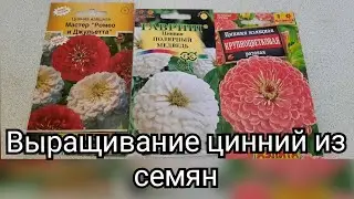 Сроки и правила посадки циннии на рассаду.