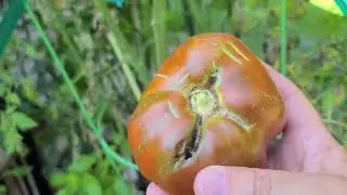 Garden Tomato to BLT sandwich