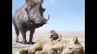 The tiger king movie