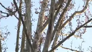 Falling Nuts