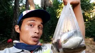 Ikan Kecill Tenaga BABON | part 4