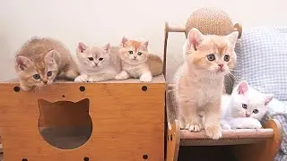 It's so cute to see kittens happily chasing each other and wrestling next to their mother cat