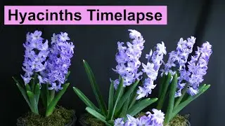 Hyacinths Flowering 4K Timelapse