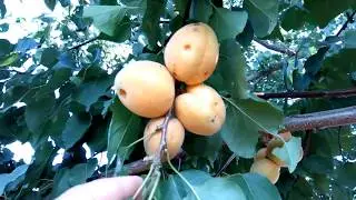 абрикос Форкло и Фардао