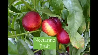 Nectarine fruit tree - From my garden - San Jose, California |#mallu #usamalayali  #ukmalayali