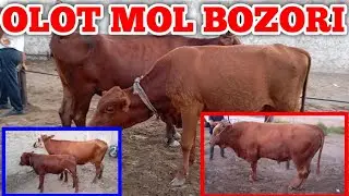 BUXORO OLOT MOL BOZORI ONA BOLA SIGIR NARXLARI VA YOSH BUQACHA NARXLARI ENDI PUL BOʻLDI
