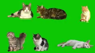 Cats on Green Screen | Free to Use Royalty-Free Footage