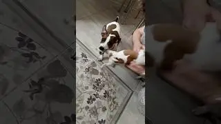 Мама Йоко не отдает щеночка 
