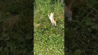 хлопает в "ладошки" #котенок #cat #лето #shorts #прикол #приколы #смех #смешноевидео