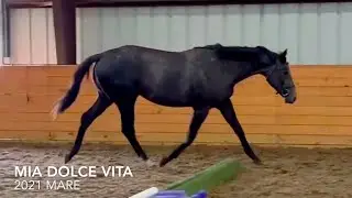 Mia Dolce Vita - Free Lunge