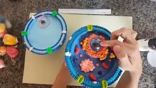 PRODUÇÃO DE UMA CÉLULA ANIMAL/BIOPG MODELOS DIDÁTICOS