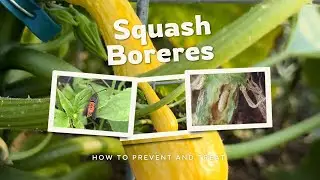 🐛 How to Get Rid Of And Prevent Squash Borers