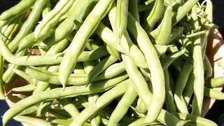 How to Grow Plenty of French Beans in the Garden II From Sowing to Harvest-Complete Tips