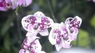 Papua Orchid Show 2021