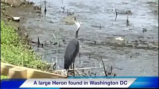 Suddenly a Large HERON found in the Canal of Georgetown, Washington DC !!
