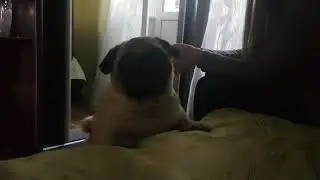 как мопсик просится на диван