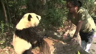 Panda keeper baths the cub
