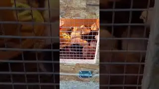 Трапезничает малышня!!!