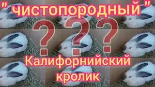 Калифорнийский кролик. И смех и  слёзы.