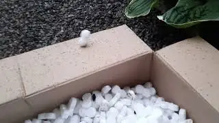 Обзор 2-й посылки с растениями из питомника "GardenPlants" (1 часть)