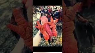 Dragon chicken #viral #shorts #video #pets