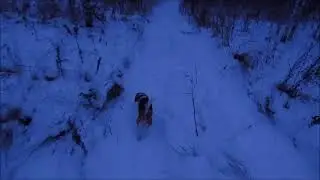 Размышление об охоте с биглями. Ответы на вопросы.  И не добытый заяц !!!))))))
