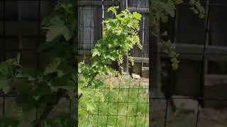 My currants are thriving! #currant #gardening #berries