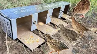 Pigeon Catching Easy Trap Using Tray port Box | 